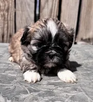 Fozzie, a male Shih Tzu for sale in Ontario, OR – Photo 3 of 5