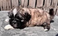 Fozzie, a male Shih Tzu for sale in Ontario, OR – Photo 4 of 5