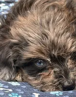 Muffin, a male Miniature Schnauzer and Schnoodle for sale in Ontario, OR – 3 of 4