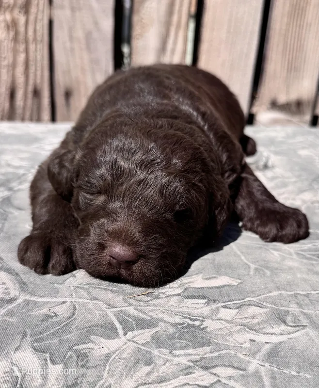 Abby – Australian Shepherd, Labrador Retriever puppy for sale in Ontario, OR
