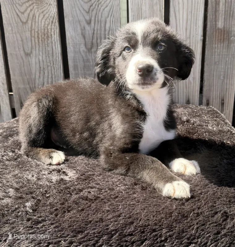 Henry – Australian Shepherd, Miniature Australian Shepherd puppy for sale in Ontario, OR