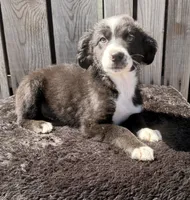 Henry, a male Australian Shepherd and Miniature Australian Shepherd for sale in Ontario, OR – 1 of 2