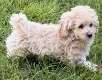 Noni, a female Maltipoo for sale in Ontario, OR – 2 of 5