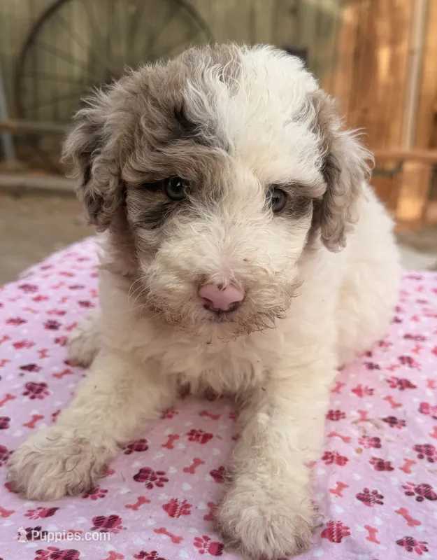 Whitney (Moyen). AKC – Poodle - Miniature , Poodle - Standard  puppy for sale in Ontario, OR