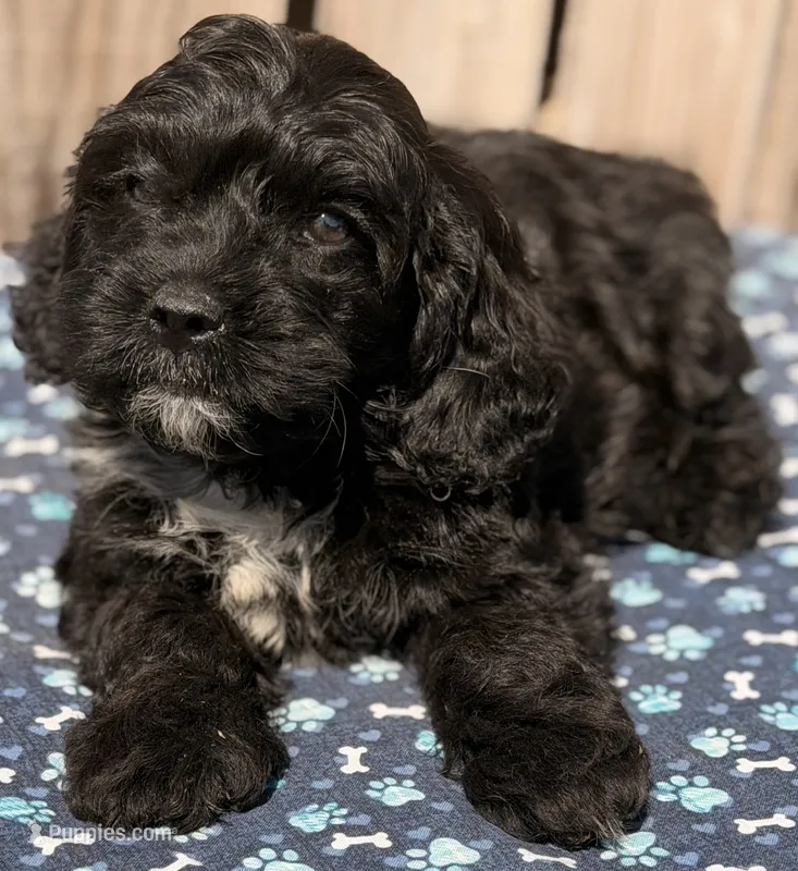 Cucumber  – Cavapoo puppy for sale in Ontario, OR
