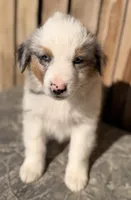 Blue, a male Miniature Australian Shepherd and Miniature American Shepherd for sale in Ontario, OR – 3 of 5