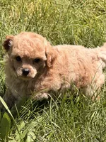 Fae, a female Poodle - Miniature  for sale in Ontario, OR – 2 of 3