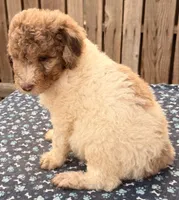 Baldy (Moyen). AKC , a male Poodle - Miniature  and Poodle - Standard  for sale in Ontario, OR – 4 of 4