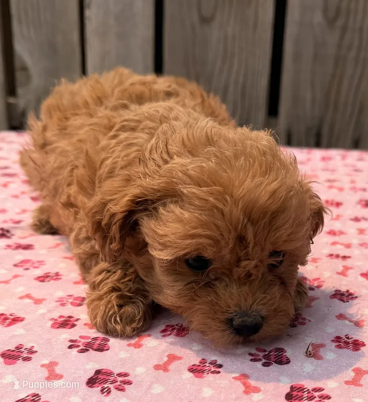 Breeze – Poodle - Toy , Miniature Aussiedoodle puppy for sale in Ontario, OR