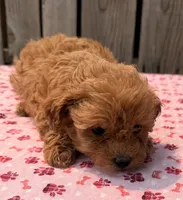 Breeze, a female Poodle - Toy  and Miniature Aussiedoodle for sale in Ontario, OR – 1 of 3