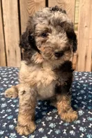 Huckleberry , a male Miniature Australian Shepherd and Miniature Bernedoodle for sale in Ontario, OR – 4 of 5