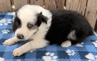 Aspen 1, a male Australian Shepherd for sale in Ontario, OR – 4 of 4