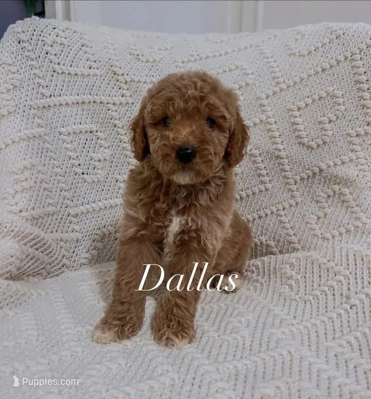 Dallas  – Miniature Goldendoodle puppy for sale in Brashear, TX