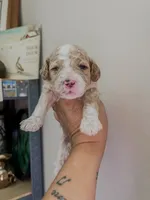 Big Tex, a male Miniature Goldendoodle for sale in Brashear, TX – 2 of 8