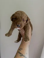 Rodeo, a male Miniature Goldendoodle for sale in Brashear, TX – 2 of 8