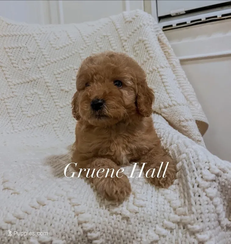 Gruene Hall – Miniature Goldendoodle puppy for sale in Brashear, TX