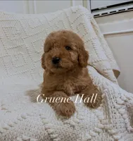 Gruene Hall, a male Miniature Goldendoodle for sale in Brashear, TX – 1 of 8