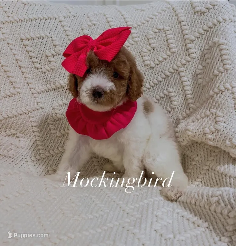 Mockingbird – Miniature Goldendoodle puppy for sale in Brashear, TX
