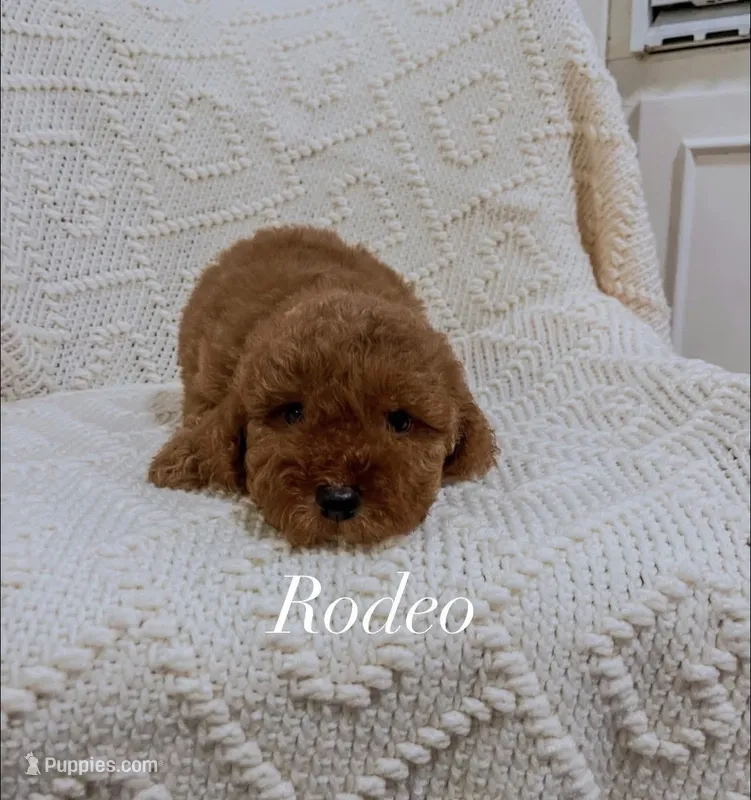 Rodeo – Miniature Goldendoodle puppy for sale in Brashear, TX