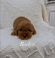 Rodeo, a male Miniature Goldendoodle for sale in Brashear, TX – 1 of 8