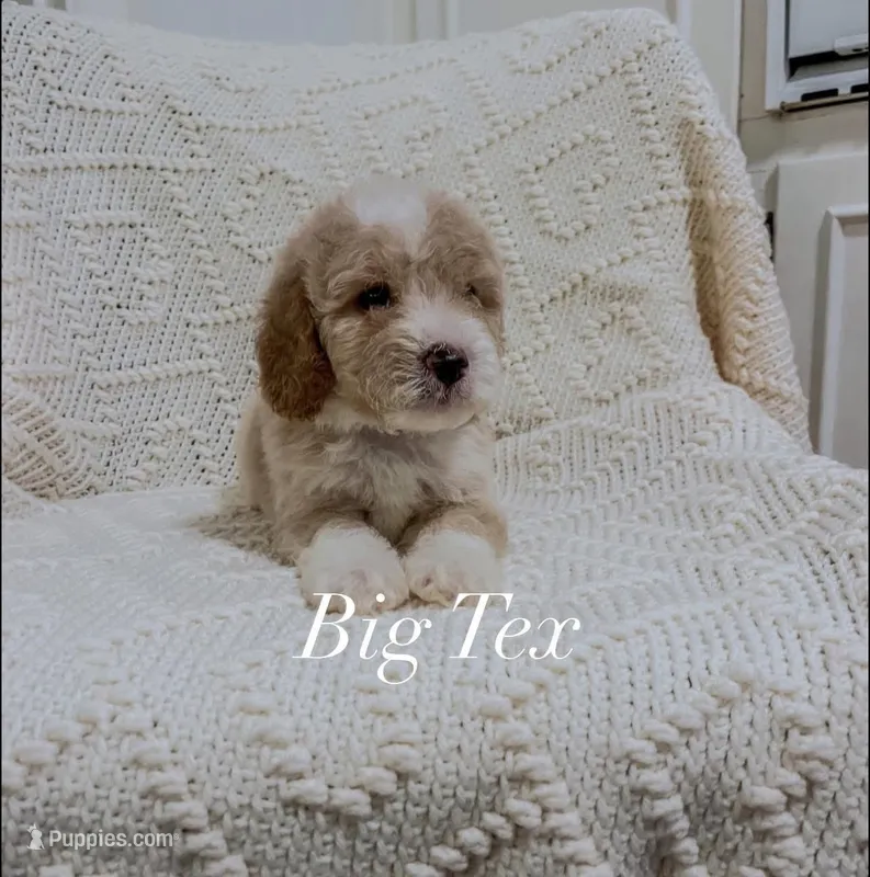 Big Tex – Miniature Goldendoodle puppy for sale in Brashear, TX