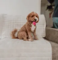 Rodeo, a male Miniature Goldendoodle for sale in Brashear, TX – 5 of 8