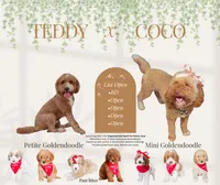 Big Tex, a male Miniature Goldendoodle for sale in Brashear, TX – 8 of 8