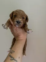 Dallas , a male Miniature Goldendoodle for sale in Brashear, TX – 2 of 8
