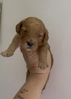 Gruene Hall, a male Miniature Goldendoodle for sale in Brashear, TX – 2 of 8