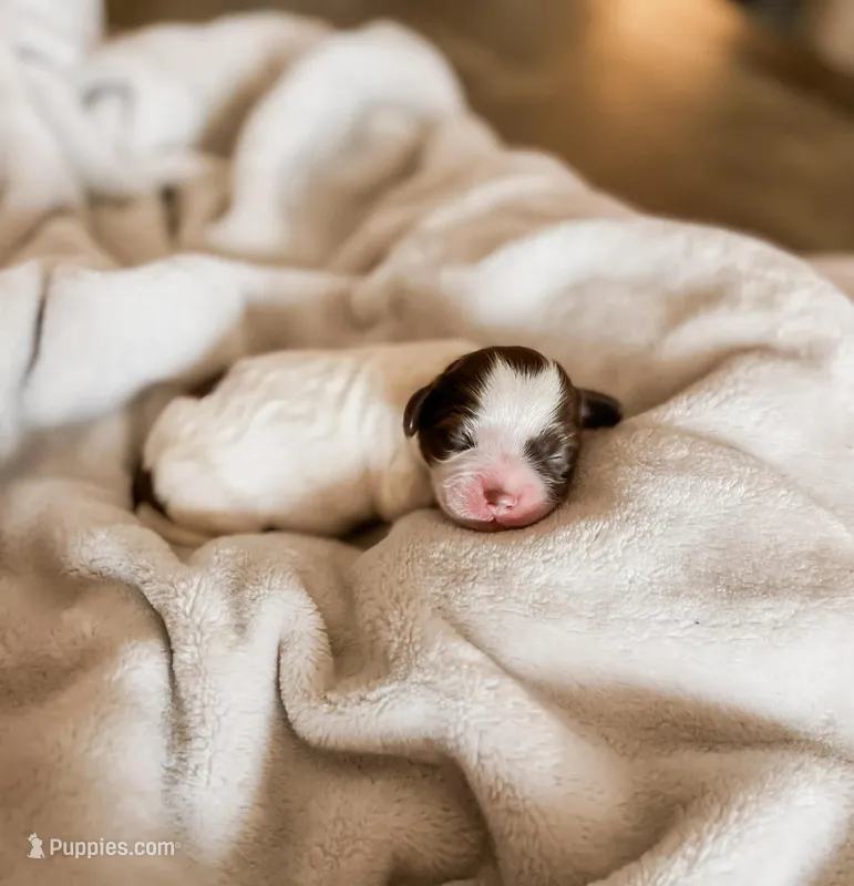 Chick – Shihpoo, Shih Tzu puppy for sale in Brashear, TX