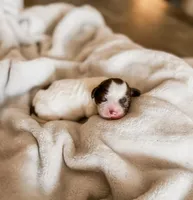 Chick, a female Shihpoo and Shih Tzu for sale in Brashear, TX – Photo 1 of 10