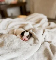 Chick, a female Shihpoo and Shih Tzu for sale in Brashear, TX – Photo 4 of 10