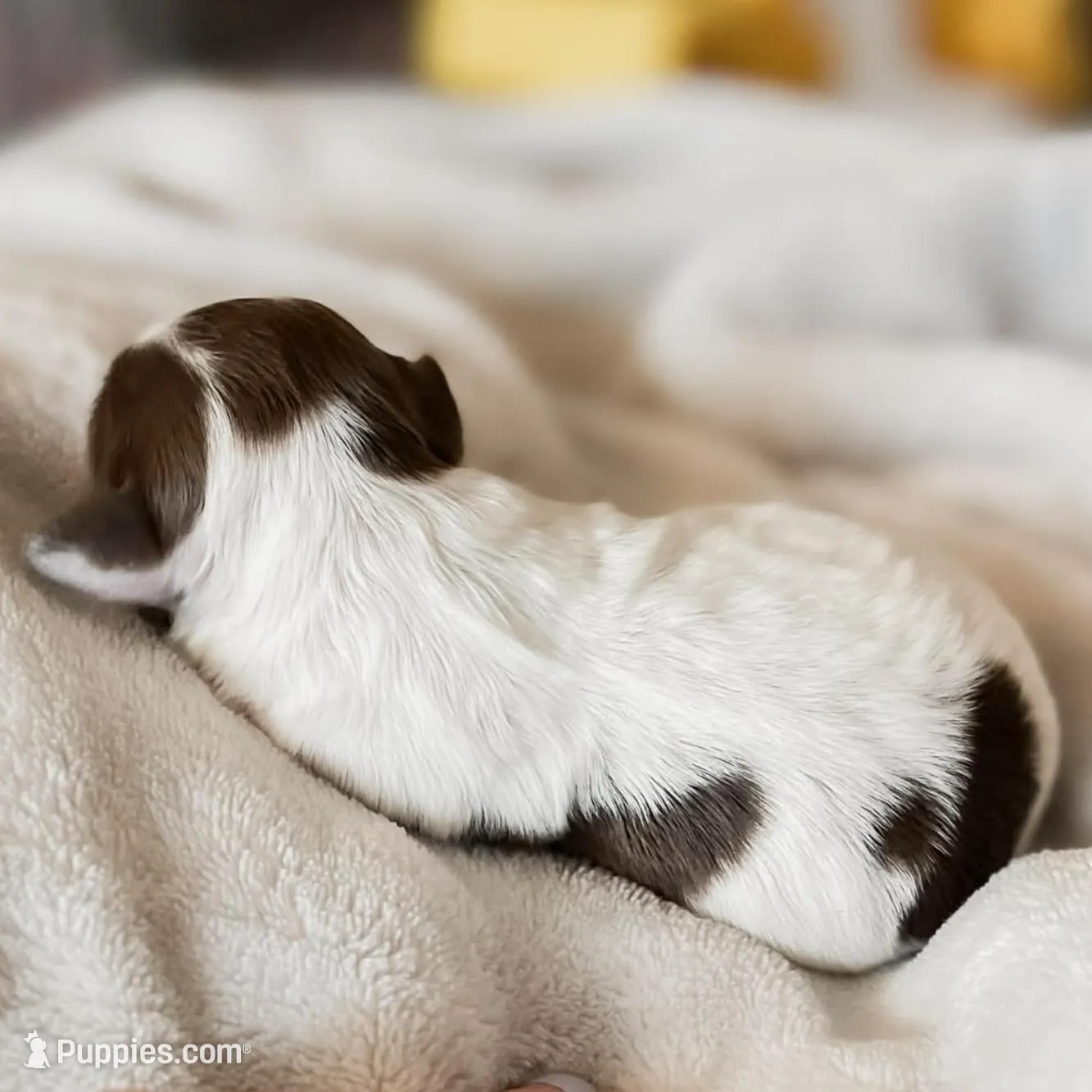 Chick, a female Shihpoo and Shih Tzu for sale in Brashear, TX – Photo 6 of 10