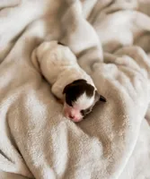 Chick, a female Shihpoo and Shih Tzu for sale in Brashear, TX – Photo 9 of 10