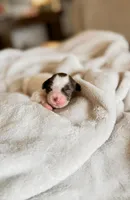 Chick, a female Shihpoo and Shih Tzu for sale in Brashear, TX – Photo 2 of 10