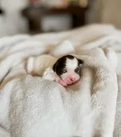 Chick, a female Shihpoo and Shih Tzu for sale in Brashear, TX – Photo 5 of 10