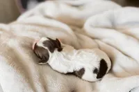 Chick, a female Shihpoo and Shih Tzu for sale in Brashear, TX – Photo 7 of 10