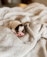 Chick, a female Shihpoo and Shih Tzu for sale in Brashear, TX – Photo 3 of 10