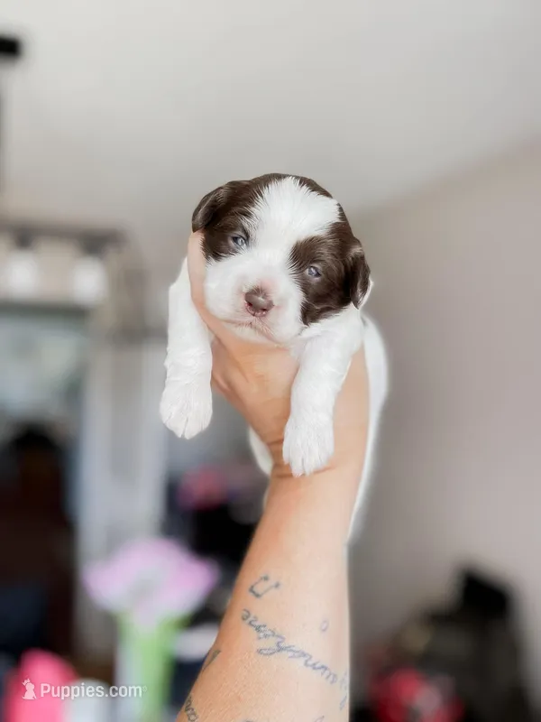 Chick – Shihpoo, Shih Tzu puppy for sale in Brashear, TX