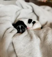 Tulip, a female Shihpoo and Shih Tzu for sale in Brashear, TX – Photo 3 of 8