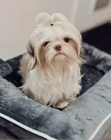 Tulip, a female Shihpoo and Shih Tzu for sale in Brashear, TX – Photo 7 of 8