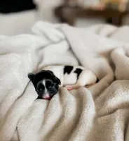 Tulip, a female Shihpoo and Shih Tzu for sale in Brashear, TX – Photo 5 of 8