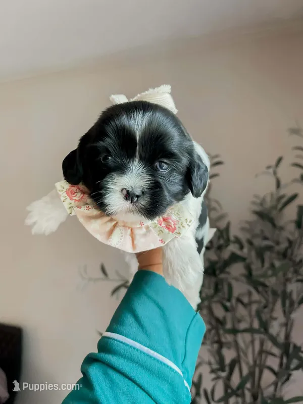 Tulip – Shihpoo, Shih Tzu puppy for sale in Brashear, TX