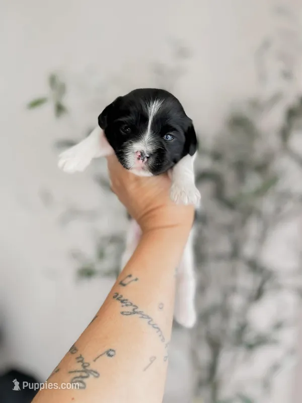 Tulip – Shihpoo, Shih Tzu puppy for sale in Brashear, TX