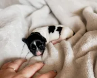 Tulip, a female Shihpoo and Shih Tzu for sale in Brashear, TX – Photo 6 of 8