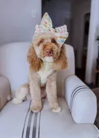 Mockingbird, a female Miniature Goldendoodle for sale in Brashear, TX – 4 of 8