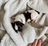 Sunshine, a male Shihpoo and Shih Tzu for sale in Brashear, TX – Photo 7 of 10