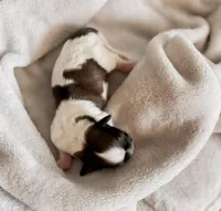 Sunshine, a male Shihpoo and Shih Tzu for sale in Brashear, TX – Photo 8 of 10