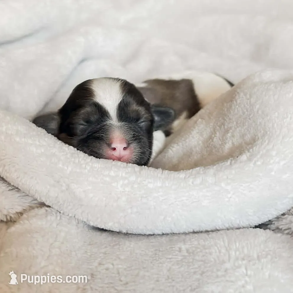 Sunshine, a male Shihpoo and Shih Tzu for sale in Brashear, TX – Photo 4 of 10