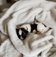 Sunshine, a male Shihpoo and Shih Tzu for sale in Brashear, TX – Photo 3 of 10